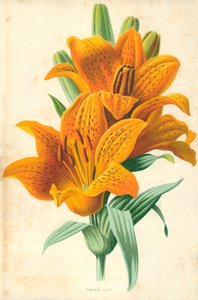 Lys orange - Frederick Edward Hulme