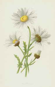 Marguerite - Frederick Edward Hulme
