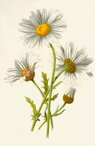 Marguerite, 1877
