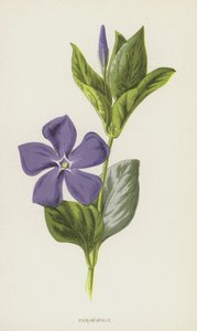 Pervenche - Frederick Edward Hulme