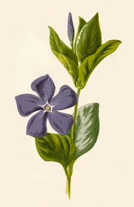 Pervenche, 1877