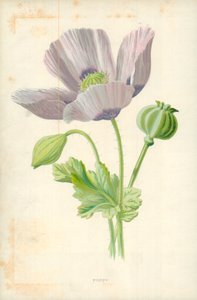 Coquelicot - Frederick Edward Hulme