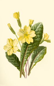 Primevère, 1877