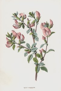 Bugrane - Frederick Edward Hulme