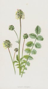 Pimprenelle - Frederick Edward Hulme