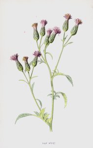 Serratule (chromolithographie)