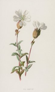 Silène maritime - Frederick Edward Hulme
