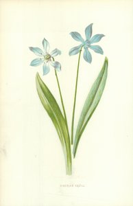 Scille de Sibérie - Frederick Edward Hulme
