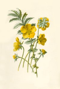 Potentille
