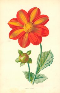 Dahlia simple - Frederick Edward Hulme