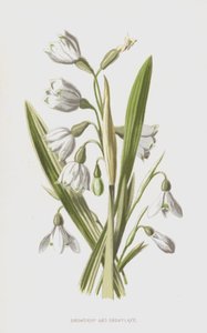 Perce-neige et Nivéole