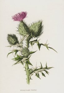 Chardon penché