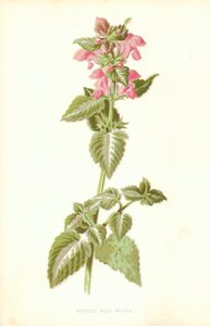 Lamier tacheté - Frederick Edward Hulme