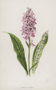 Orchis tacheté