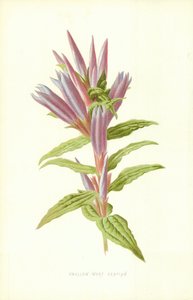 Gentiane asclépiade