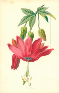 Tacsonia