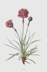 Armeria - Frederick Edward Hulme