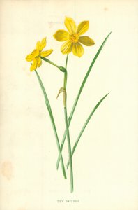 Petit Narcisse