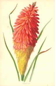Lys de Torche