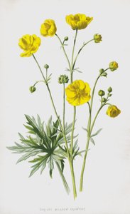 Renoncule des prés dressée - Frederick Edward Hulme