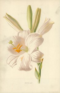 Lys blanc - Frederick Edward Hulme