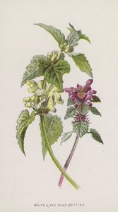 Lamier blanc et rouge