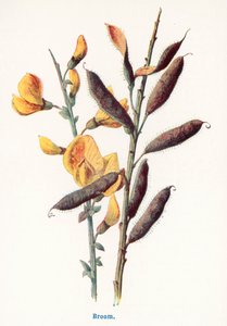  - Frederick Edward Hulme