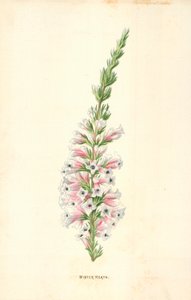 Bruyère d