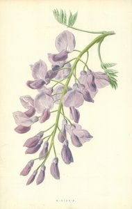 Glycine