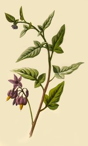 Morelle Douce-Amère, 1877 - Frederick Edward Hulme