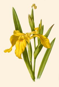 Iris jaune, 1877
