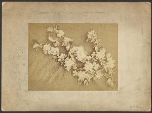 Fleur de pommier