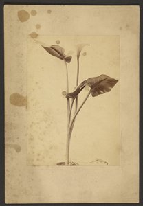 [Lys de Calla] - Frederick H. Hollyer