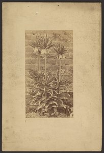 [Plant]