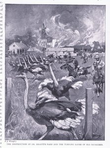 La destruction de la ferme du Dr Smart et la libération des autruches, d