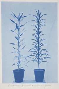 Draconas Sunderii et rubia elogans, fin XIXe - début XXe siècle (cyanotype sur papier vélin crème)