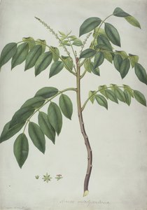 Brucea Antidysenterica, 1777 - Frederick Polydor Nodder