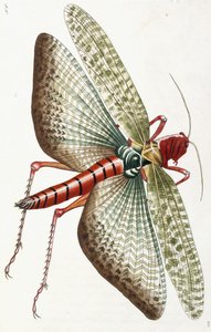 Criquet égyptien, 1790