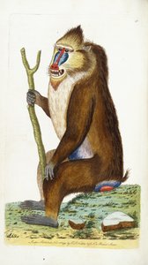 Babouin varié ou Mandrill Mandrillus sphinx