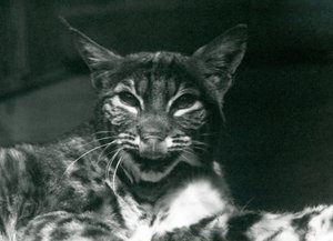 Un bébé lynx-bobcat se léchant les lèvres, Zoo de Londres, juin 1925 - Frederick William Bond