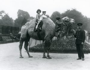 Promenade à dos de chameau de Bactriane avec le gardien Harry Warwick au zoo de Londres, juin 1924 - Frederick William Bond