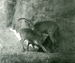Un mouton de Barbarie nourrissant son agneau sur les terrasses Mappin, zoo de Londres, août 1927