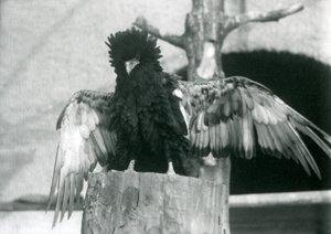 Un aigle bateleur sur une souche d