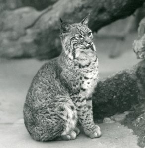 Un lynx roux au zoo de Londres