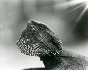 Un lézard barbu regardant vers le haut au zoo de Londres en 1930 - Frederick William Bond