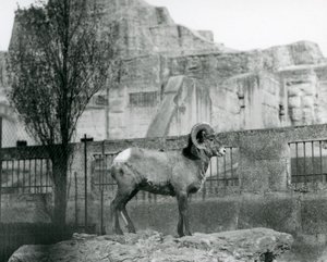 Un mouflon debout sur un rocher regardant son enclos au pied des terrasses Mappin, Zoo de Londres, 1931