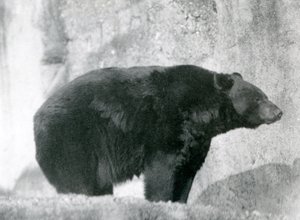Un ours noir debout dans son enclos, sur les terrasses Mappin, au zoo de Londres en 1924
