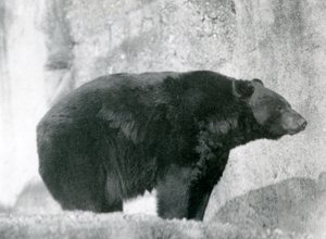 Un ours noir debout dans son enclos, sur les terrasses Mappin, au Zoo de Londres en 1924