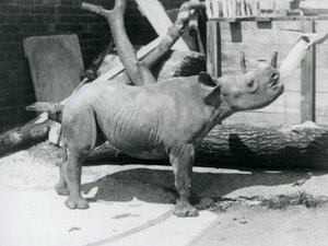 Un veau de rhinocéros noir nourri au biberon par son gardien, Zoo de Londres, septembre 1928