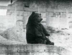 Un Ours brun assis dans son enclos au pied des Terrasses Mappin au Zoo de Londres, septembre 1921 - Frederick William Bond